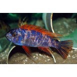 Labeotropheus Trewavasae Marmolade Cat, pyszczaki, Malawi - 1