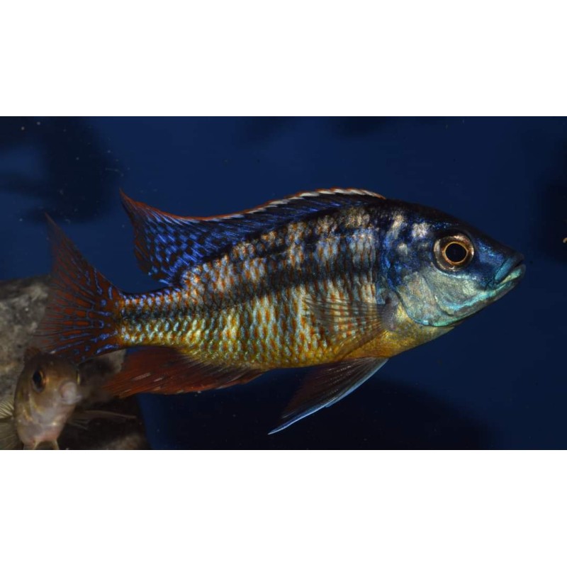 Protomelas Boadzulu Red Empress, pyszczaki, malawi, - 1