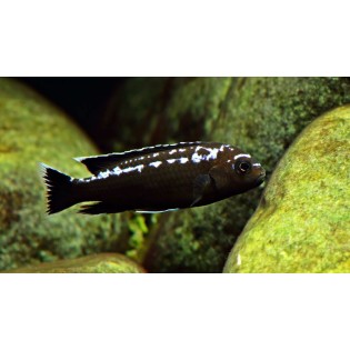 Pseudotropheus interruptus, pyszczaki, malawi - 1 Pseudotropheus interruptus, pyszczaki, malawi - 1