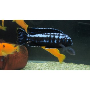 Pseudotropheus interruptus, pyszczaki, malawi - 3