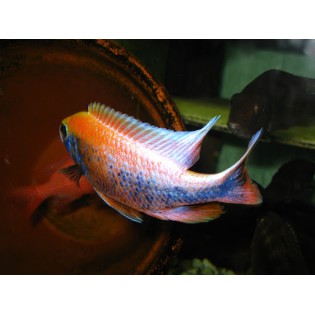 Sciaenochromis  fryeri " purple", pyszczaki, malawi, - 1