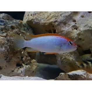 Pseudotropheus perspicax sp. 'red top ndumbi', Malawi, pyszczaki - 4