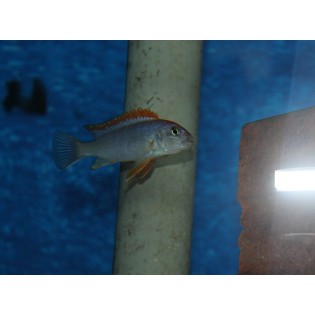 Pseudotropheus perspicax sp. 'red top ndumbi', Malawi, pyszczaki - 2