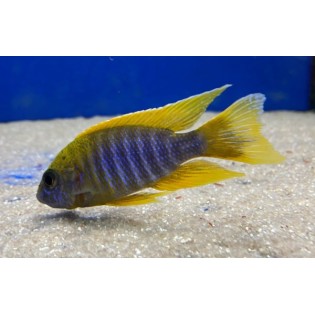 Aulonocara jacobfreibergi „Mamelela” , Malawi, pyszczaki - 3