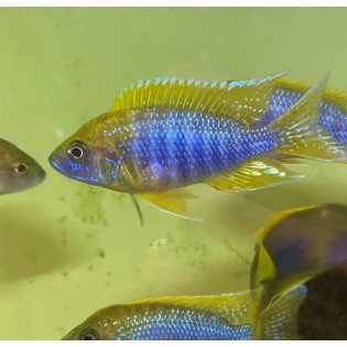 Aulonocara jacobfreibergi „Mamelela” , Malawi, pyszczaki - 1 Aulonocara jacobfreibergi „Mamelela” , Malawi, pyszczaki - 1