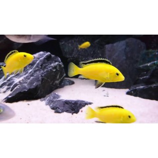 Labidochromis Caerules Yellow, pyszczaki, malawi, - 2 Labidochromis Caerules Yellow, pyszczaki, malawi, - 2