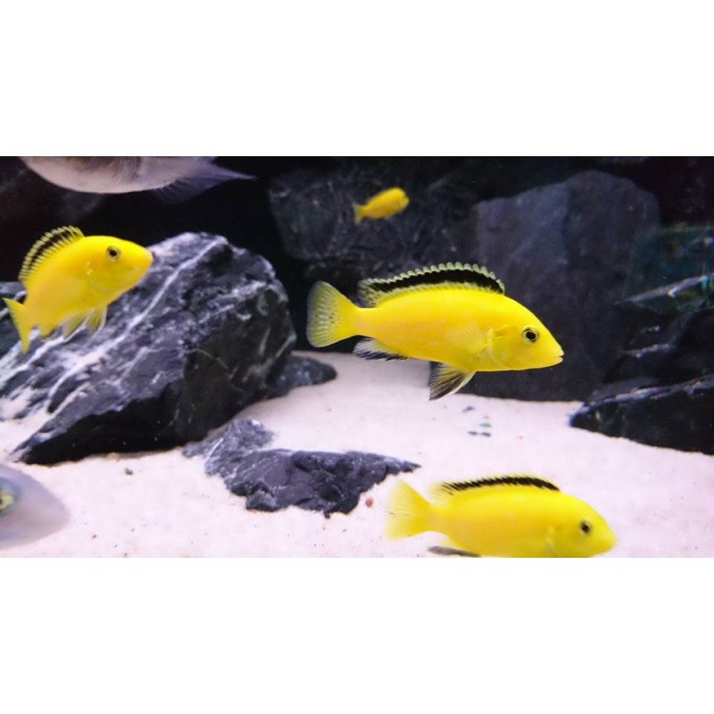 Labidochromis Caerules Yellow, pyszczaki, malawi, - 2