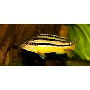Melanochromis auratus, pyszczaki, malawi - 1 Melanochromis auratus, pyszczaki, malawi - 1