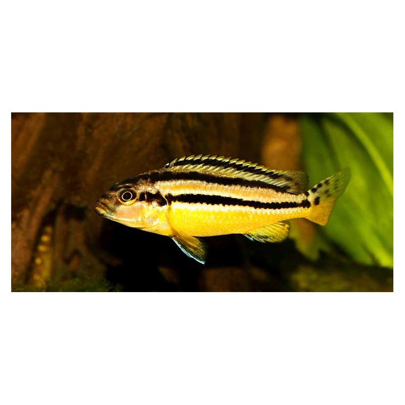 Melanochromis auratus, pyszczaki, malawi - 1