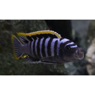 Cynotilapia Zebroides Red Top Likoma, pyszczaki, malawi, - 2 Cynotilapia Zebroides Red Top Likoma, pyszczaki, malawi, - 2