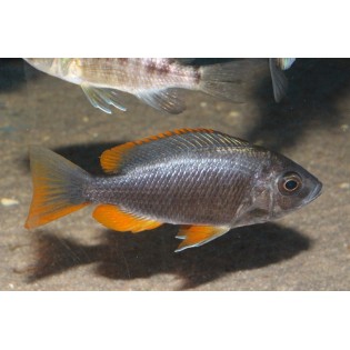 Copadichromis Borleyi, pyszczaki, malawi, - 1 Copadichromis Borleyi, pyszczaki, malawi, - 1