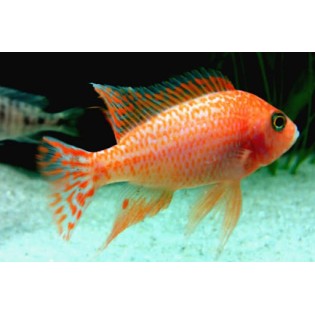 Aulonocara sp. Fire fish, pyszczaki, malawi, - 2