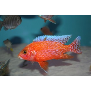 Aulonocara sp. Fire fish, pyszczaki, malawi, - 3