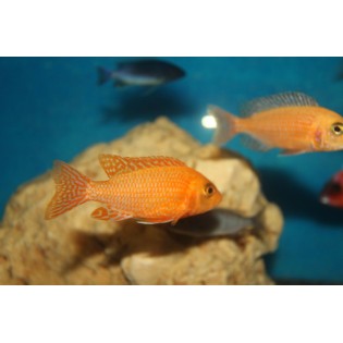 Aulonocara sp. Fire fish, pyszczaki, malawi, - 1 Aulonocara sp. Fire fish, pyszczaki, malawi, - 1
