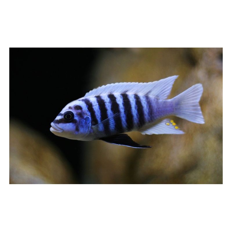 Maylandia sp. zebra chilumba „Maison Reef”, pyszczaki, malawi, - 3