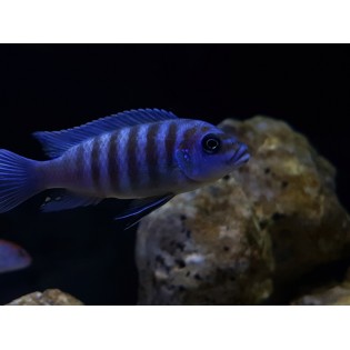 Maylandia sp. zebra chilumba „Maison Reef”, pyszczaki, malawi, - 1 Maylandia sp. zebra chilumba „Maison Reef”, pyszczaki, malawi, - 1