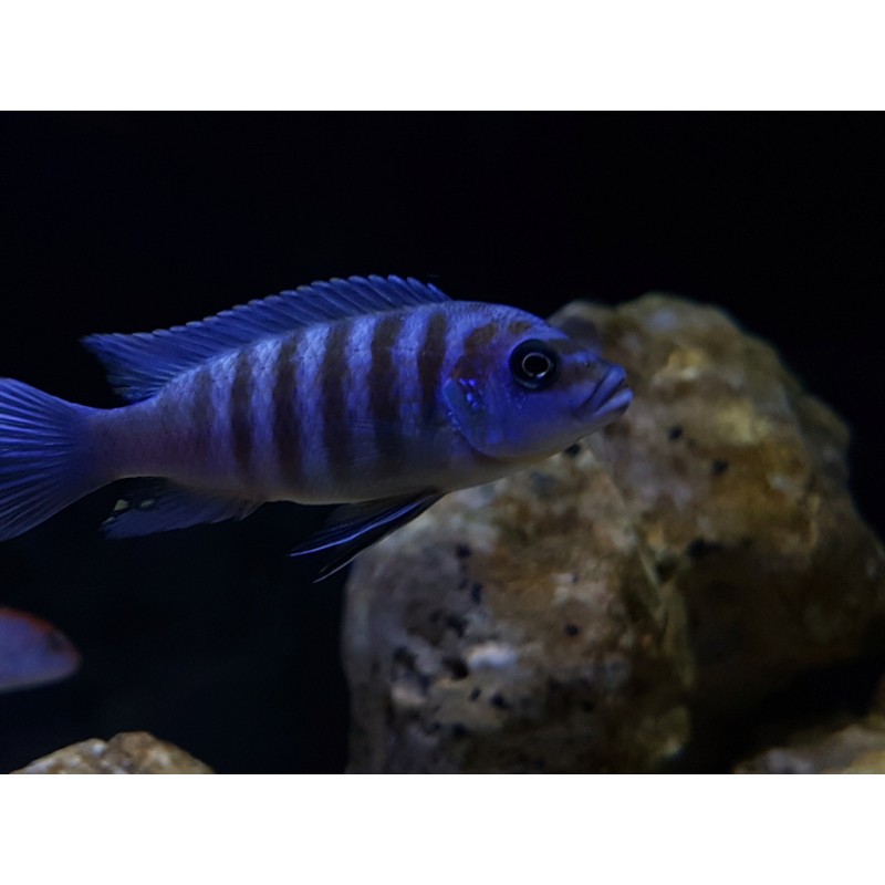 Maylandia sp. zebra chilumba „Maison Reef”, pyszczaki, malawi, - 1