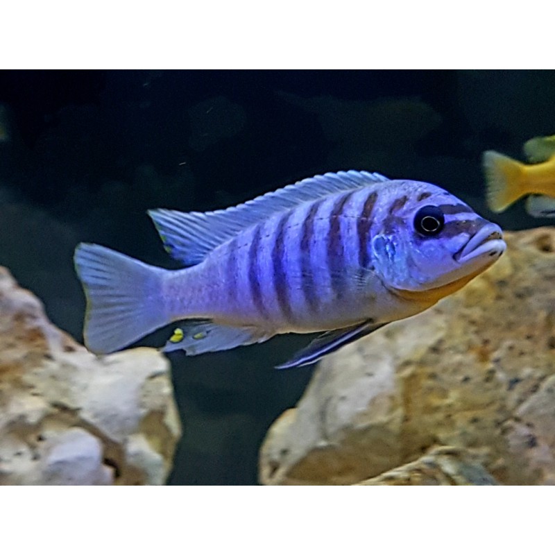 Maylandia sp. zebra chilumba „Maison Reef”, pyszczaki, malawi, - 2