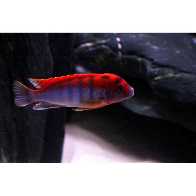 Labidochromis hongi sveden, pyszczaki, malawi, - 1