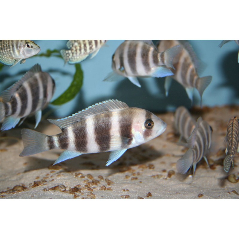 Cynotilapia  gibberosa 7-9 cm, pyszczaki, tanganika, - 2 Cynotilapia  gibberosa 7-9 cm, pyszczaki, tanganika, - 2