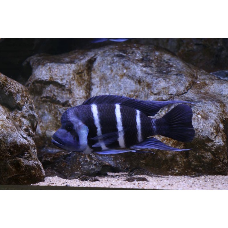 Cynotilapia  gibberosa 7-9 cm, pyszczaki, tanganika, - 1