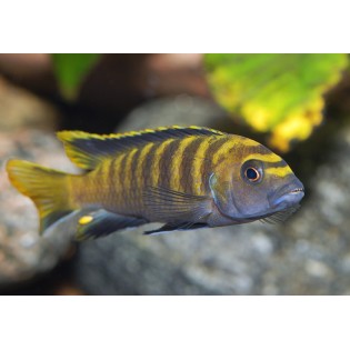 Pseudotropheus flavus, pyszczaki, malawi, - 2
