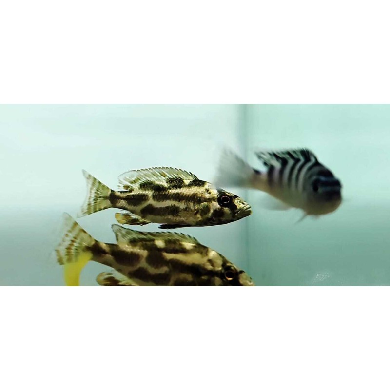 Nimbochromis livingstonii, pyszczaki, malawi, - 2