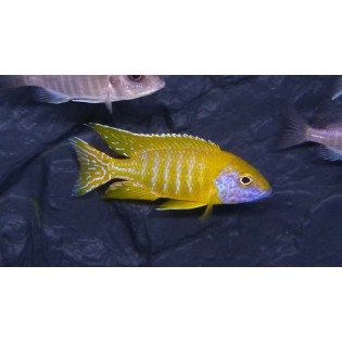 Alunocara baenschi, pyszczaki, malawi, - 1