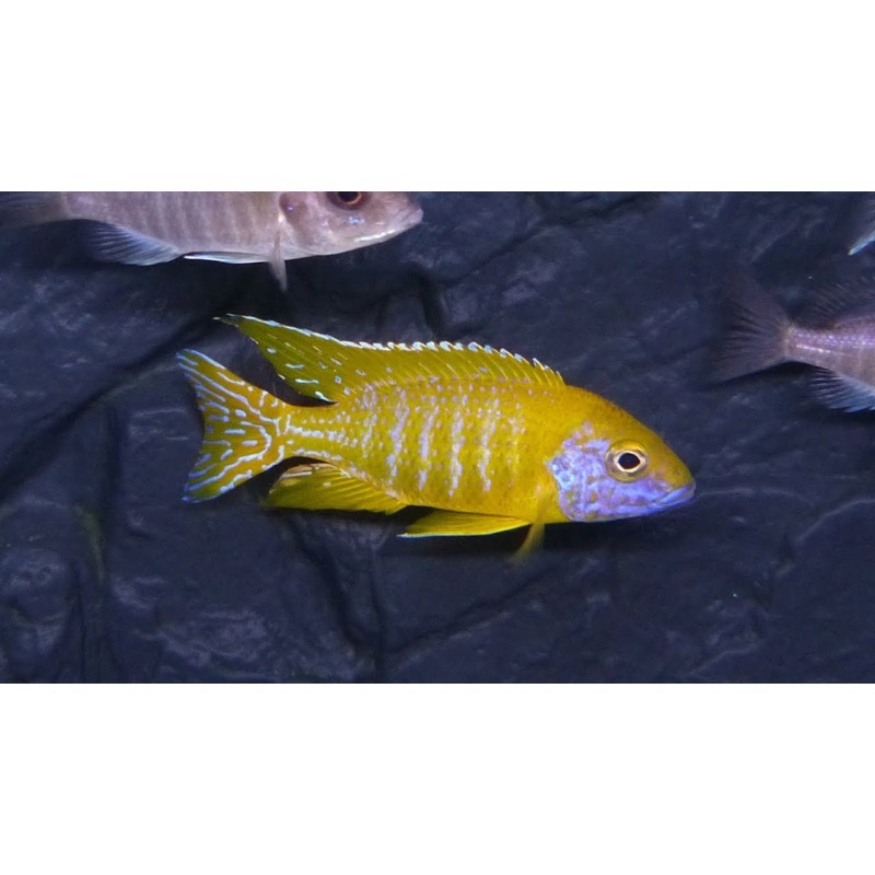 Alunocara baenschi, pyszczaki, malawi, - 1