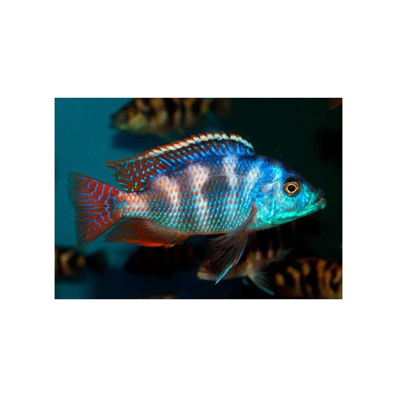 Placidochromis milomo, pyszczaki, malawi, - 2