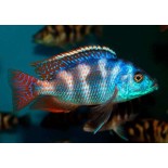 Placidochromis milomo, pyszczaki, malawi, - 2