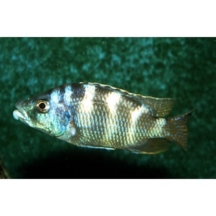 Placidochromis milomo, pyszczaki, malawi, - 1 Placidochromis milomo, pyszczaki, malawi, - 1