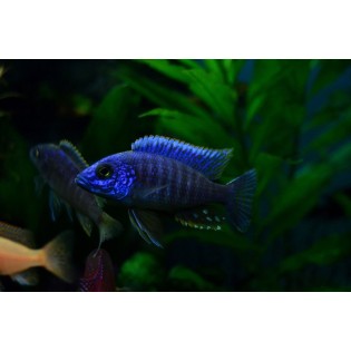 Alunocara nyassae, pyszczaki, malawi, - 1