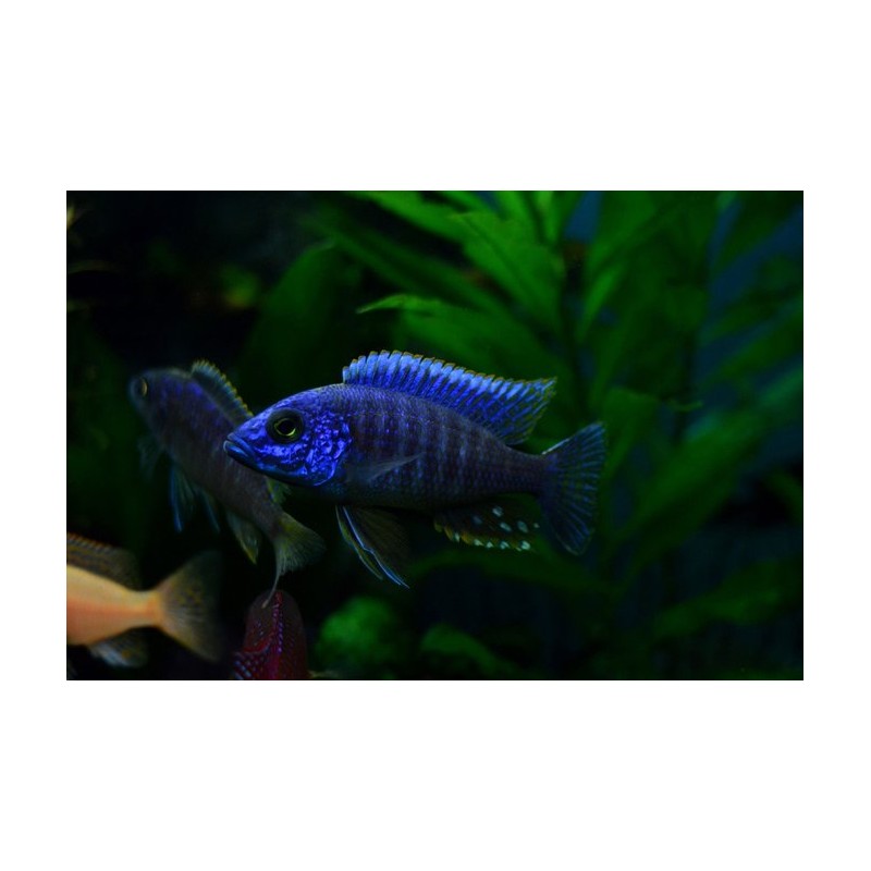 Alunocara nyassae, pyszczaki, malawi, - 1