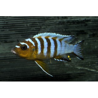 Metriaclima long pelvic galilea reef, pyszczaki, malawi - 1