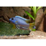 Pseudotropheus sp. acei luwala , pyszczaki, malawi - 1