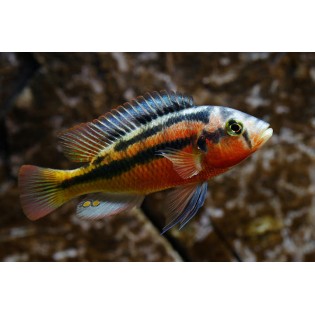 Paralabidochromis sp. „Rock Kribensis”, Victoria - 2 Paralabidochromis sp. „Rock Kribensis”, Victoria - 2