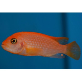 Labidochromis sp. Hongi red Sunflower, pyszczaki, Malawi - 1