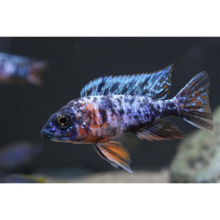 Aulonocara Marmelade Cat OB, pyszczaki, malawi, - 3
