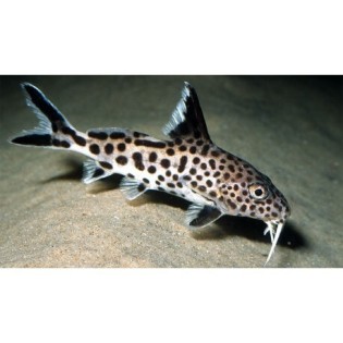 Synodontis petricola, tanganika, - 3