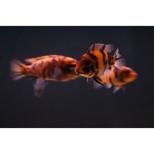 Metriaclima estherae Zebra Red OB ,pyszczaki, malawi, - 2