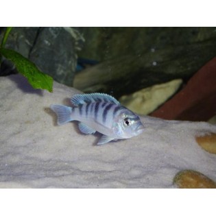 Pyszczak Lombardzki (Maylandia Lombardoi), malawi, pyszczaki - 3 Pyszczak Lombardzki (Maylandia Lombardoi), malawi, pyszczaki - 3