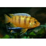 Pyszczak Lombardzki (Maylandia Lombardoi), malawi, pyszczaki - 2