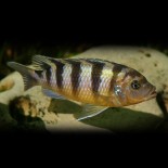 Pyszczak Lombardzki (Maylandia Lombardoi), malawi, pyszczaki - 1 Pyszczak Lombardzki (Maylandia Lombardoi), malawi, pyszczaki - 1