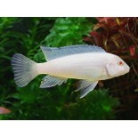 Pseudotropheus socolofi snow, malawi, pyszczaki - 1 Pseudotropheus socolofi snow, malawi, pyszczaki - 1