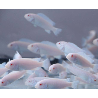 Pseudotropheus socolofi snow, malawi, pyszczaki - 2