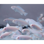 Pseudotropheus socolofi snow, malawi, pyszczaki - 2 Pseudotropheus socolofi snow, malawi, pyszczaki - 2