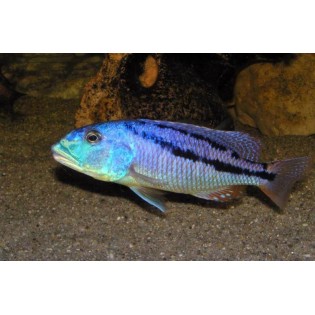 Aristochromis christyi, malawi, pyszczaki - 3