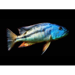 Aristochromis christyi, malawi, pyszczaki - 1 Aristochromis christyi, malawi, pyszczaki - 1