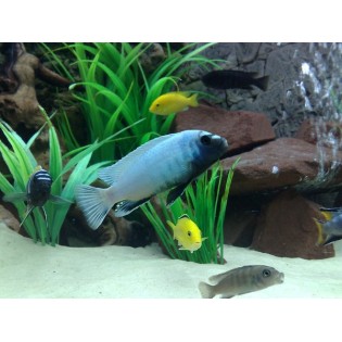 Pseudotropheus Sp. Polit, malawi, pyszczaki - 2